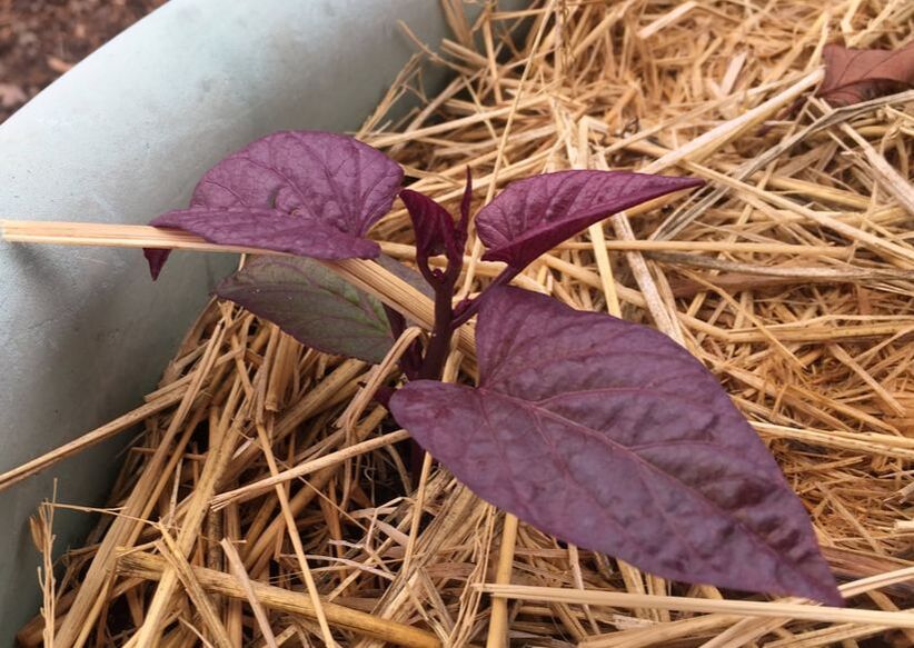 New purple sweet potato growth emerging from bed of straw. Stems and leaves are reddish-purple.