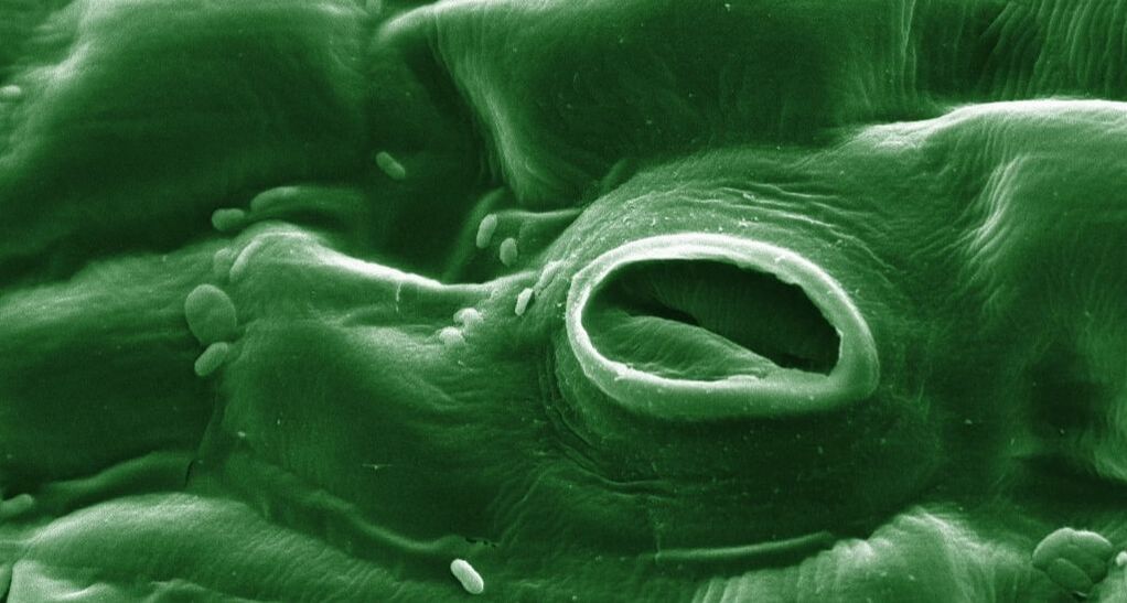 Electron microscope image of plant stomata shows oval opening in undulating plant tissue