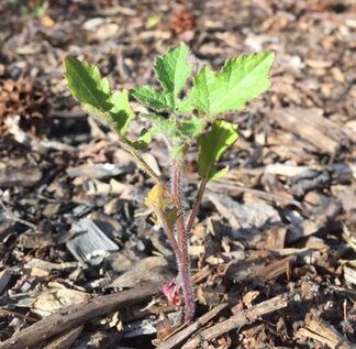 Young tomato seedling growing out of wood chip mulch.