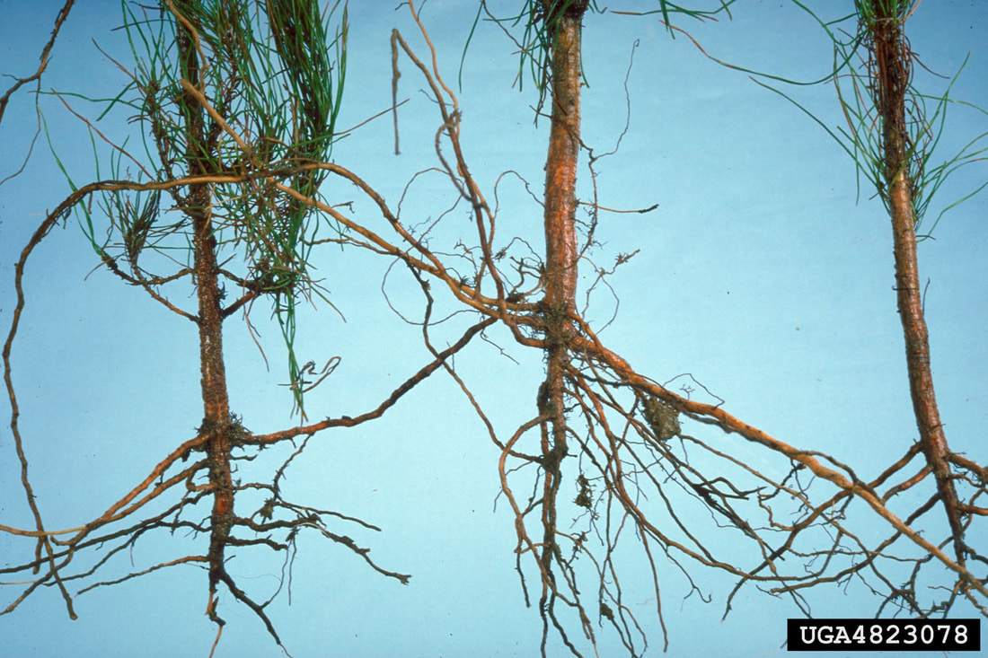 Three bare root systems showing lack of short lateral roots and presence of black, necrotic and sloughing cortical tissues commonly seen in avocado root rot in foreground with pale blue background 
