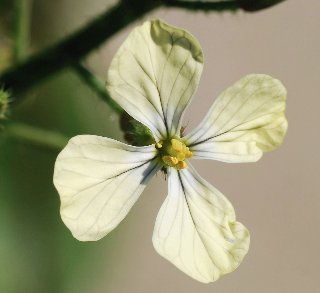 Close-up of pale yellow flower with four petals and small darker yellow sepals in the center on a blurry green and beige background
