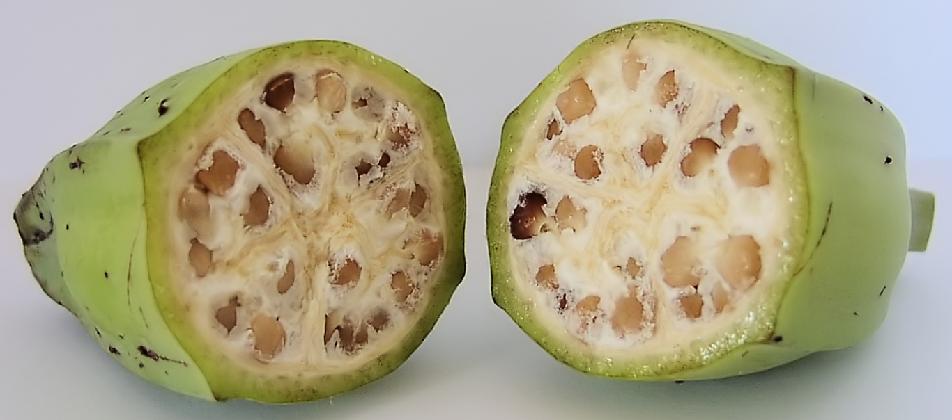 Cross-section of short, stubby wild banana filled with large flat seeds.