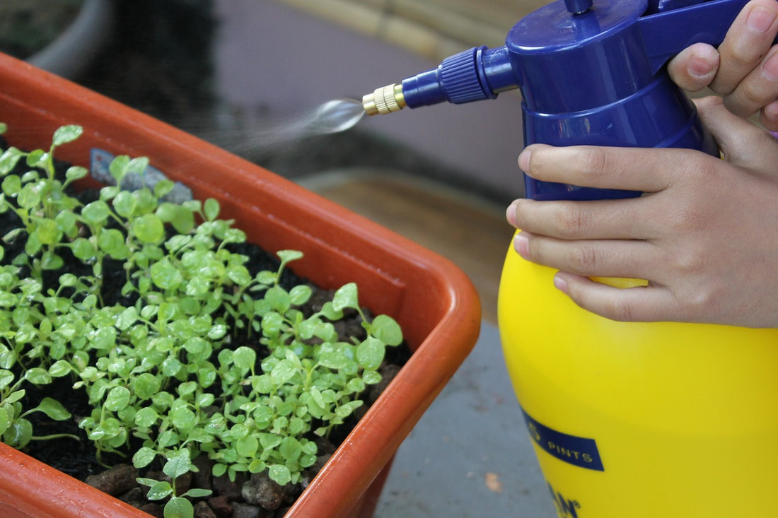 Orange plastic planter box filled with soil and many tiny seedlings on the left and hands holding a bright yellow and blue spray canister on the right show foliar feeding