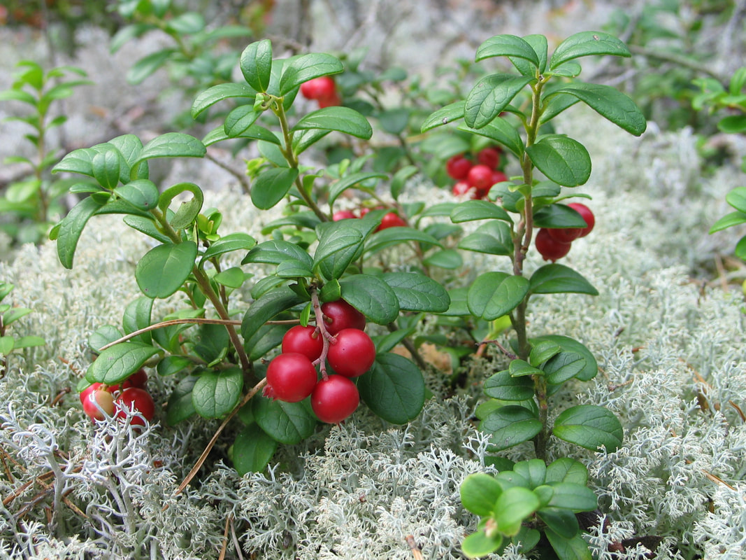 Small shrub with dark green oval leaves and bright red berries growing in a bed of heath in Sweden.
