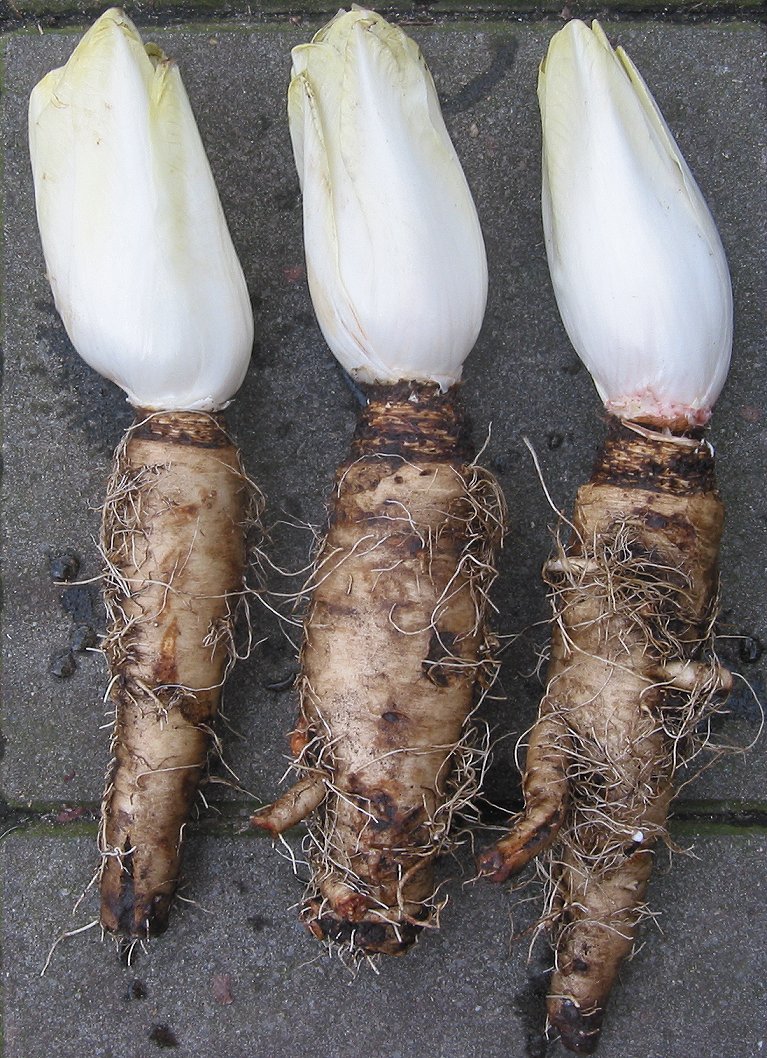 Three cleaned light brown Belgian endive roots and white upper growths on a grey background.